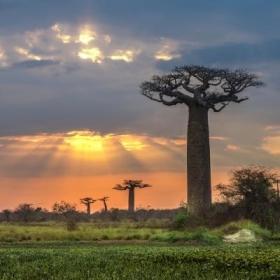 Projects Abroad volunteers pay a visit to the baobabs while volunteering in Madagascar.
